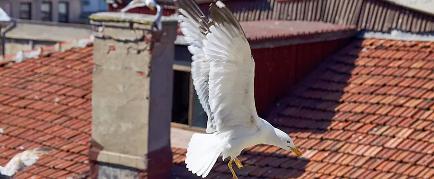 Residential Chimney Animal Removal Solution in Okemos, MI