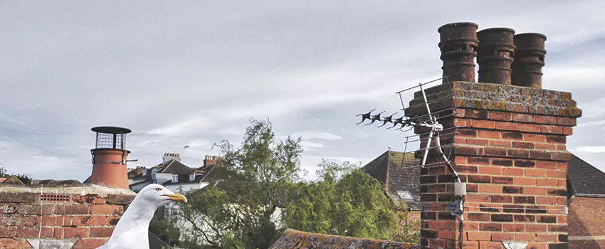 Chimney Cleaning And Restoration in Okemos, Michigan